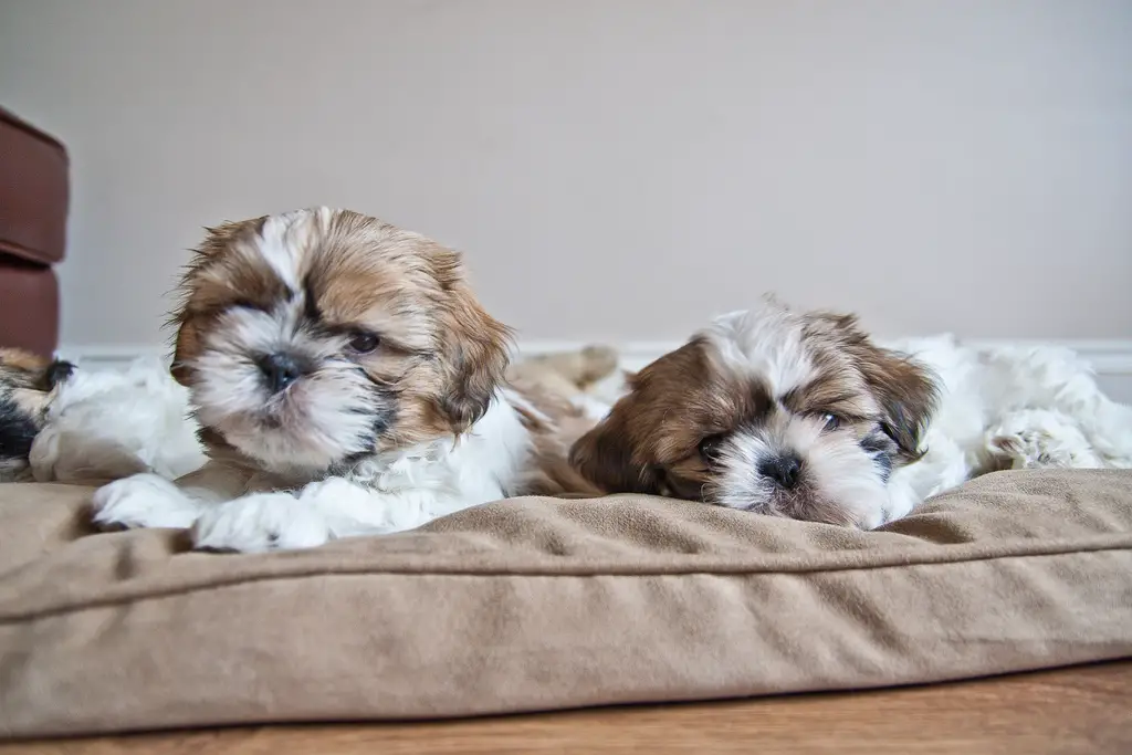 shih tzu puppies for sale.